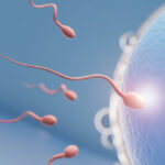 concepcion y ovulacion en los dias mas fertiles de una mujer